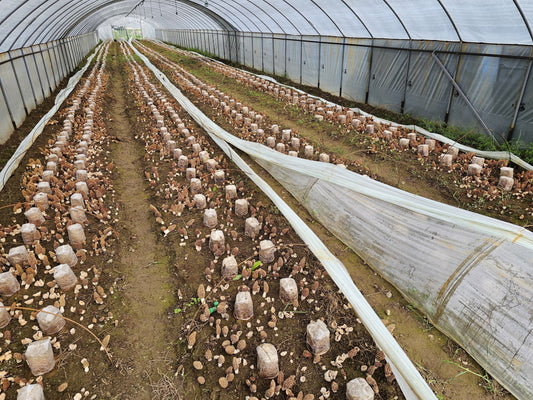 Market Grower Morel System